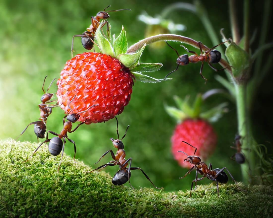 Photos de fourmis qui transportent une fraise