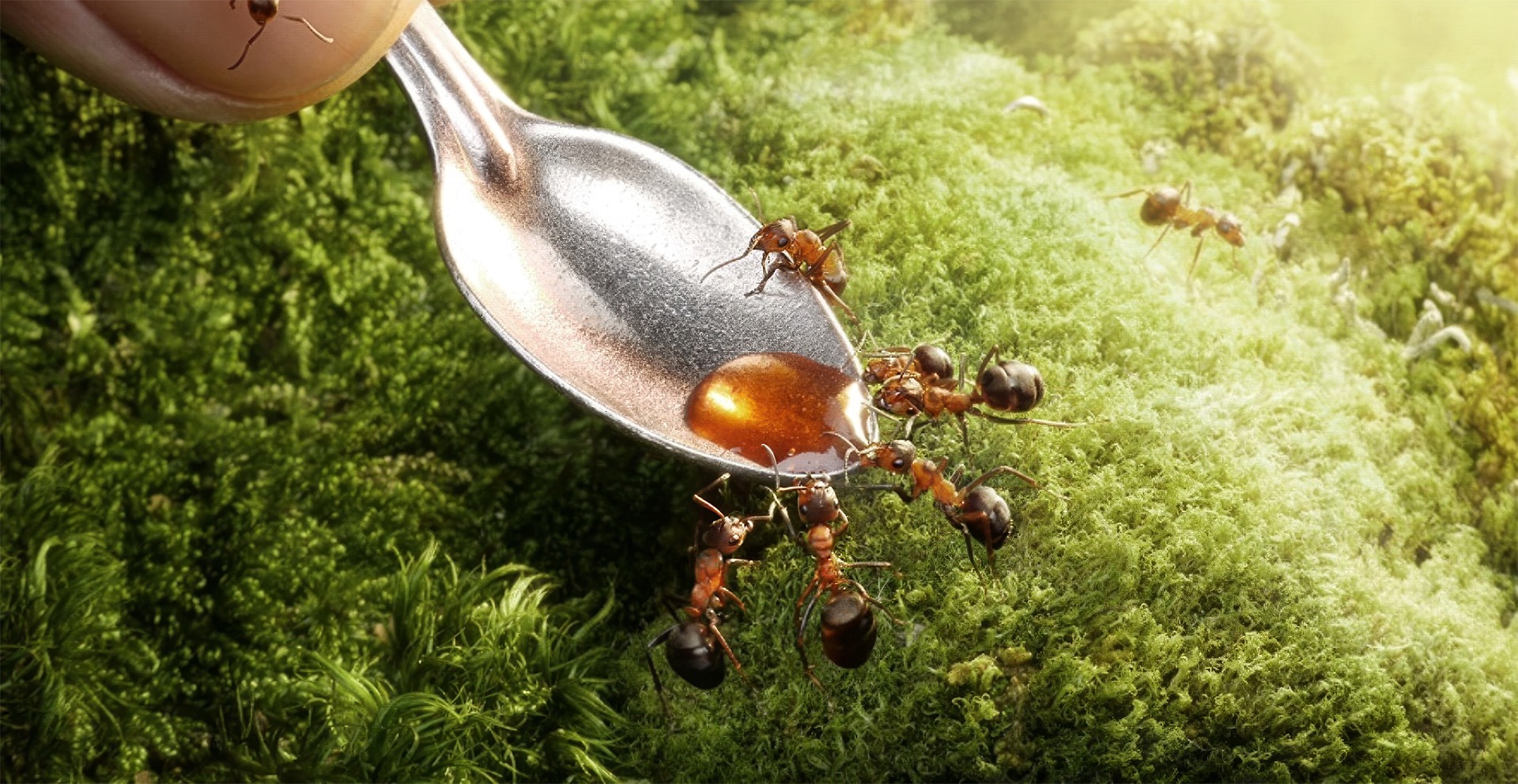 fourmies mangent du miel